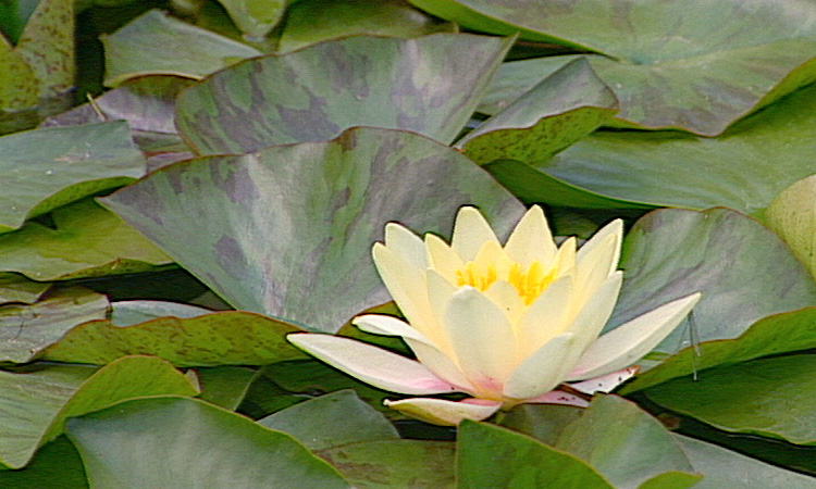 Peuplement du milieu par les végétaux - Bilan - 4mn 41s